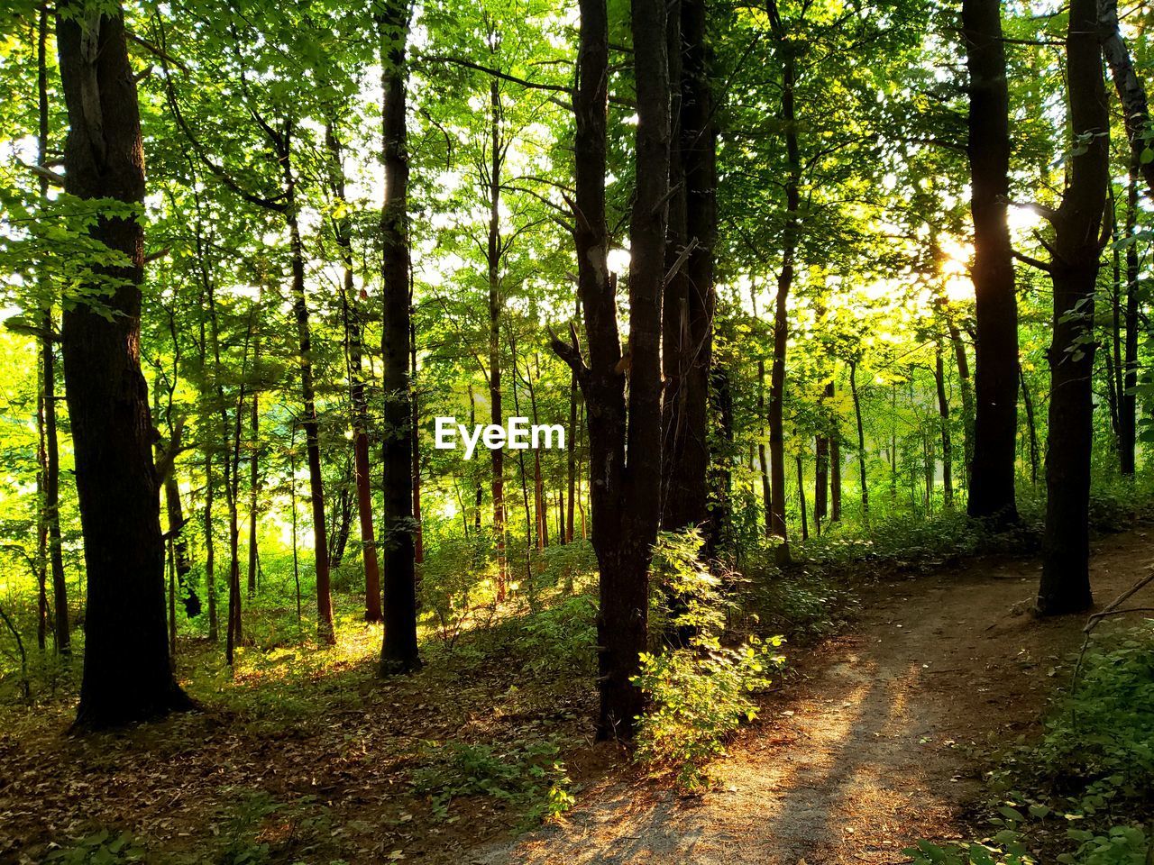 SCENIC VIEW OF FOREST