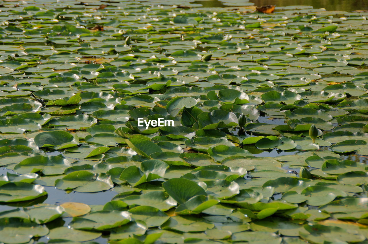 Full frame shot of lotus leaves floating on lake