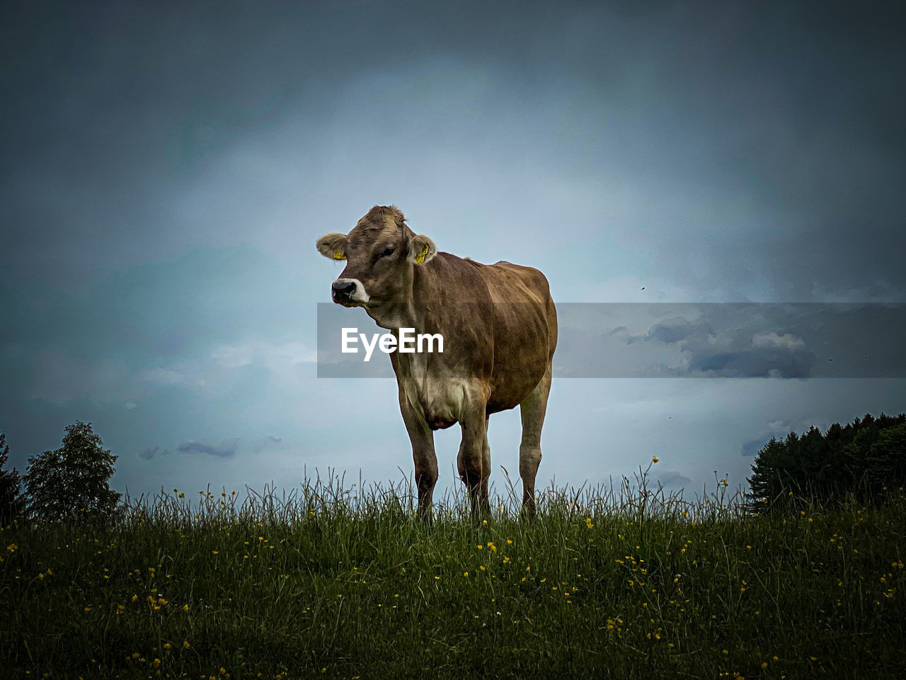 Cow standing on field against sky