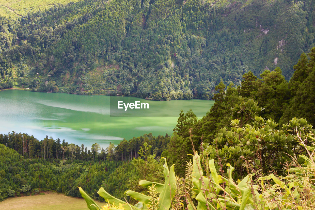 Scenic view of lake and trees in forest