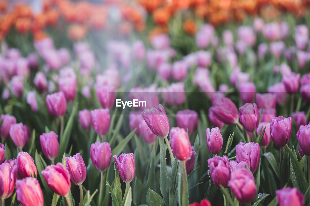 FULL FRAME SHOT OF PINK FLOWERING PLANTS