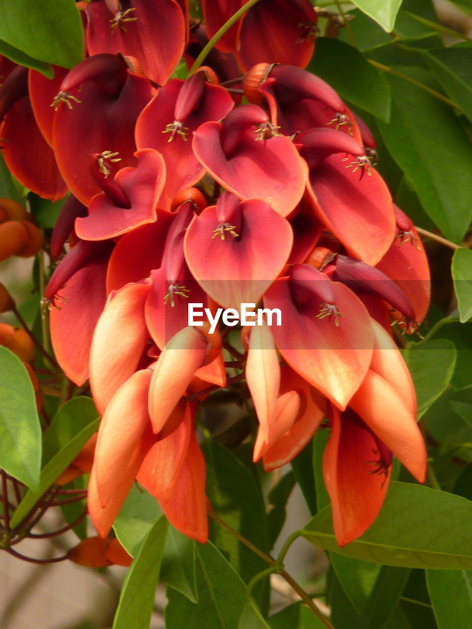 CLOSE-UP OF FRESH PINK FLOWERS