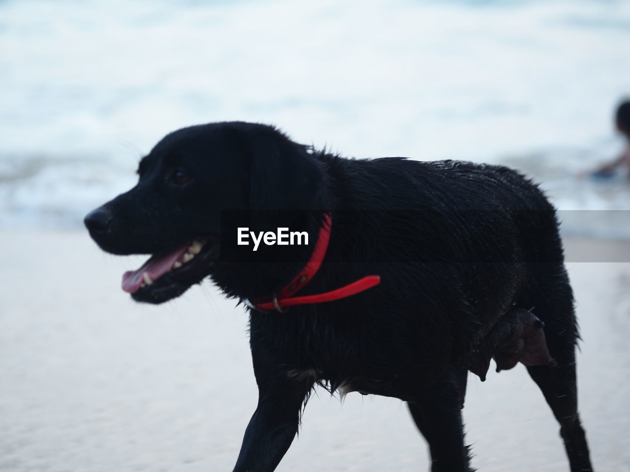 CLOSE-UP OF BLACK DOG ON SHORE