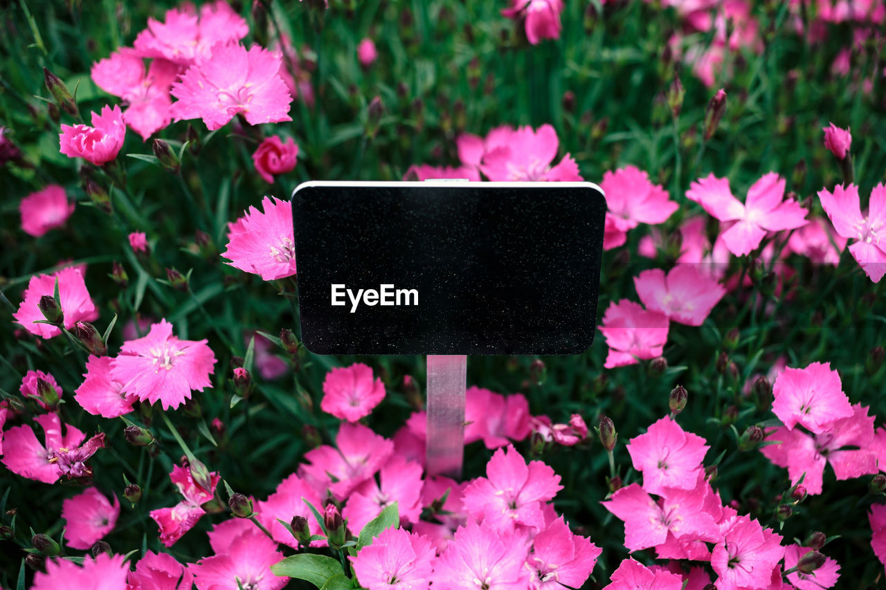 Close-up of pink flowering plants in park