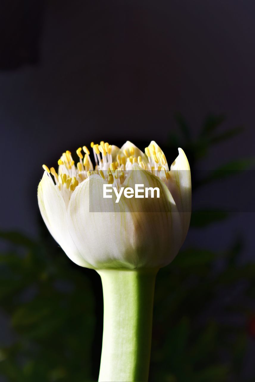 Close-up of white flowering plant