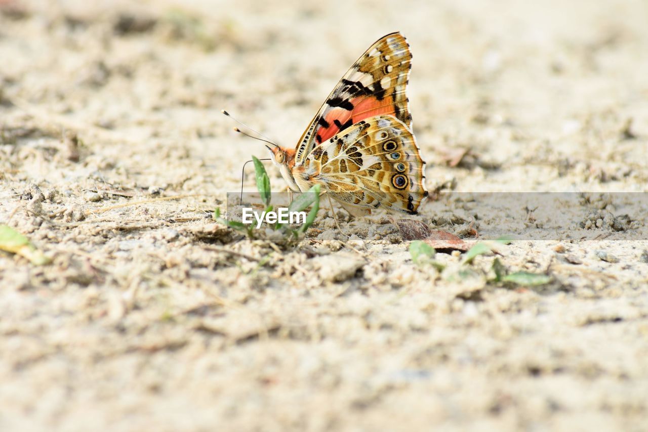 CLOSE-UP OF BUTTERFLY ON THE GROUND