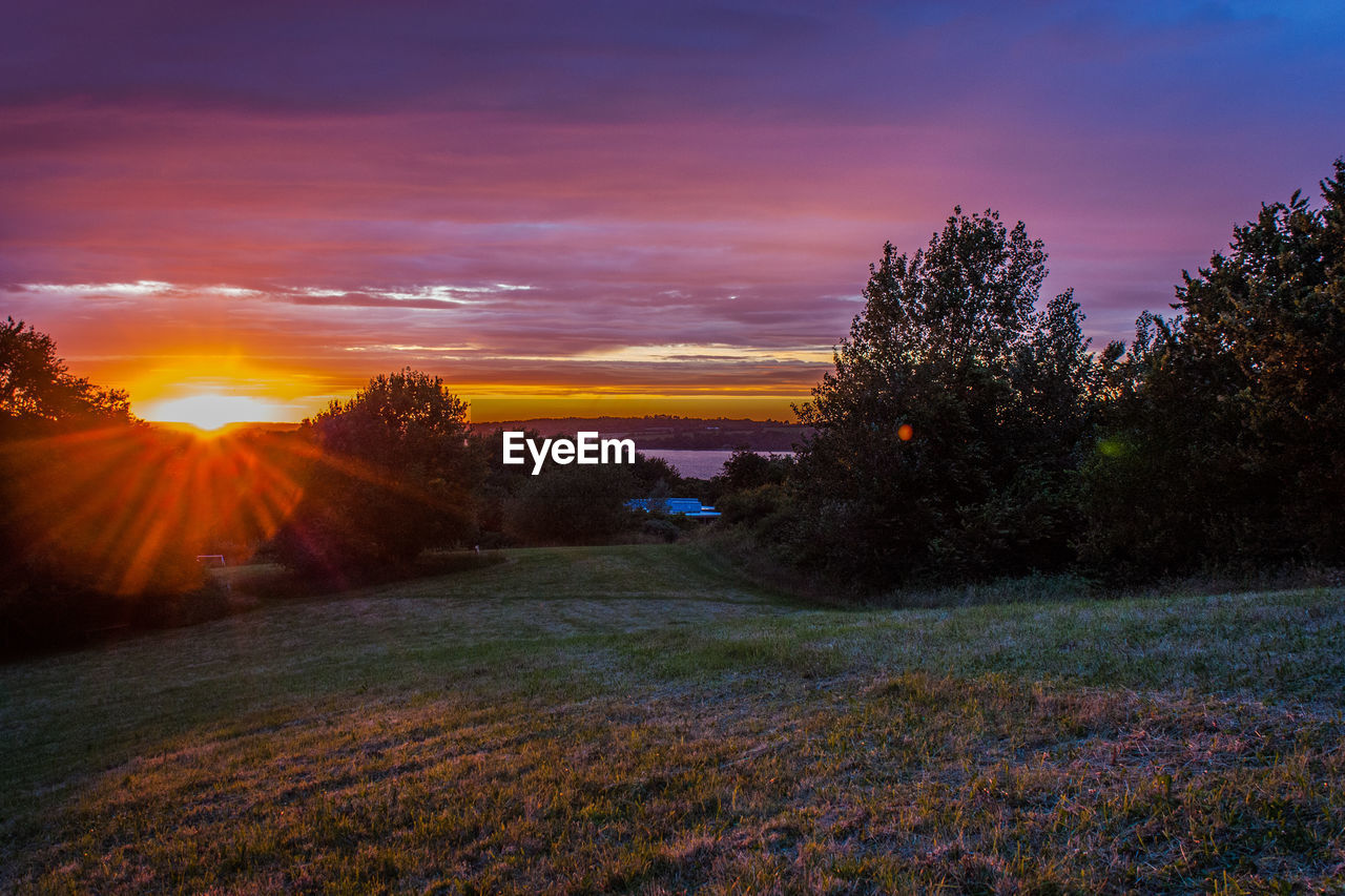 TREES ON FIELD AGAINST ORANGE SKY