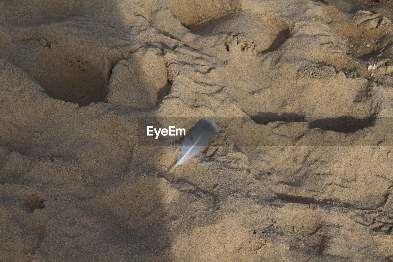 HIGH ANGLE VIEW OF BIRD ON BEACH