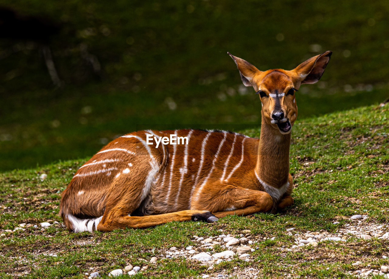 Close-up of nyala