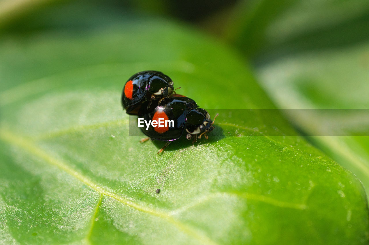 CLOSE-UP OF LADYBUG ON GREEN LEAF