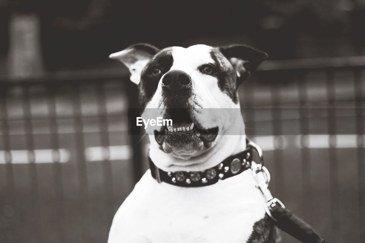 CLOSE-UP PORTRAIT OF DOG WITH CAMERA ON BACKGROUND