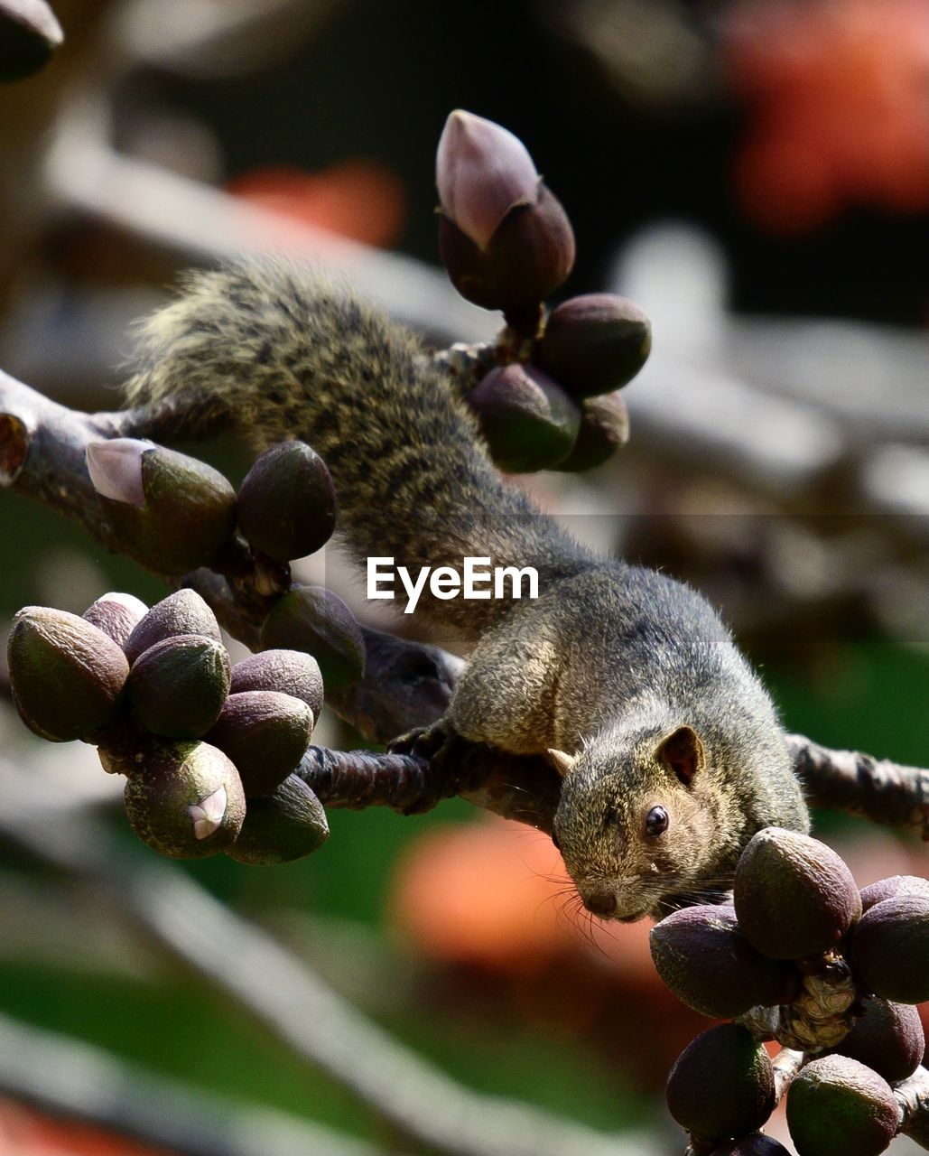 CLOSE-UP OF SQUIRREL