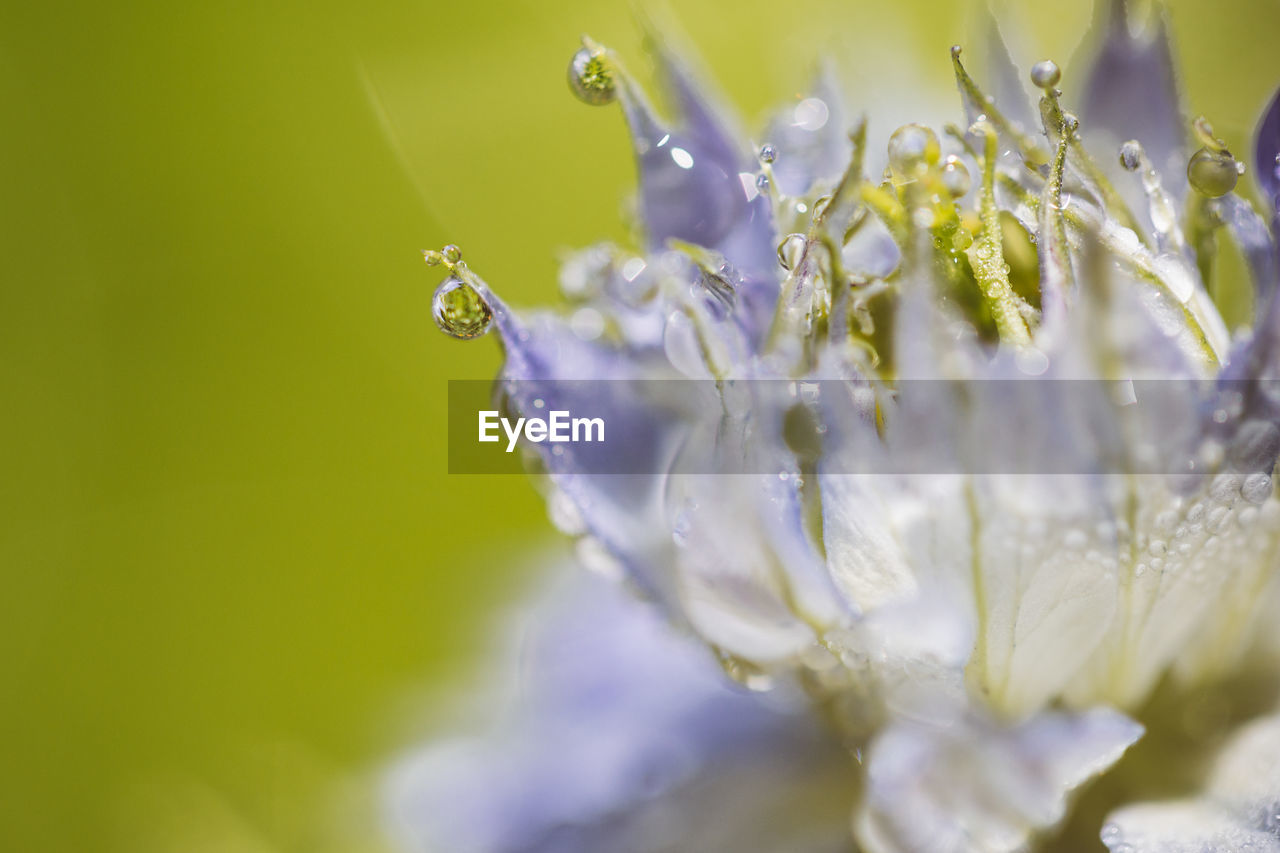 Close-up of water droplets on purple flower