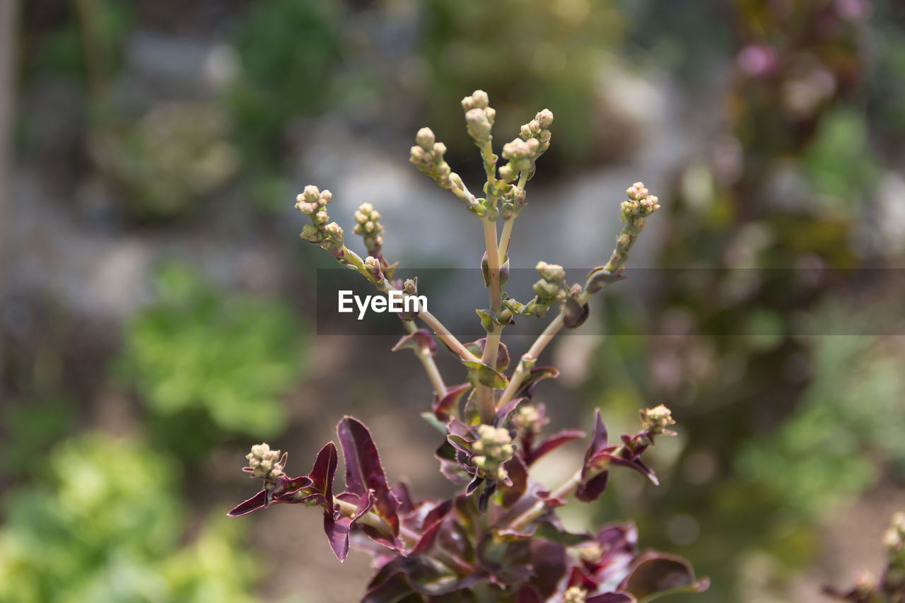 Detail of green and purple lettuce flowers