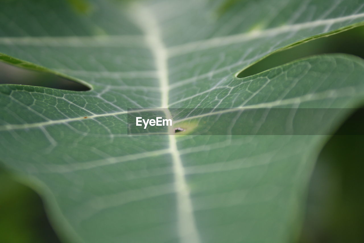 Detail shot of leaf