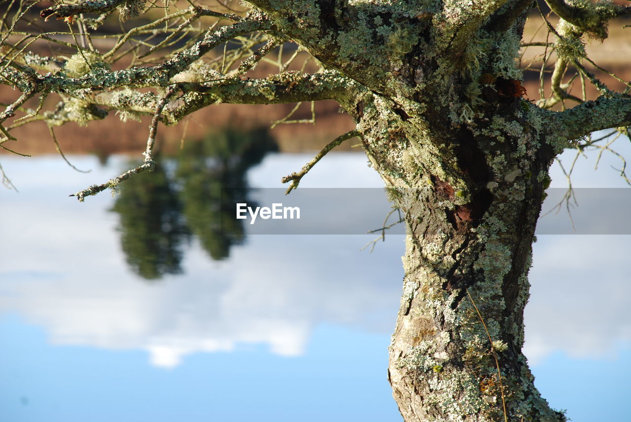 CLOSE-UP OF TREE TRUNK AGAINST SKY