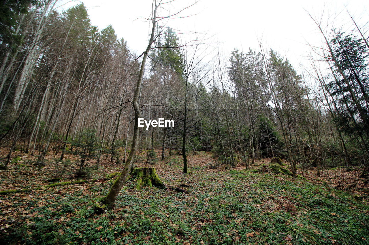 TREES GROWING IN FOREST