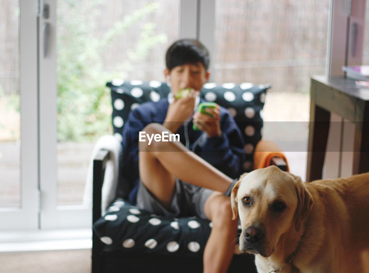 Portrait of dog against boy using phone on armchair