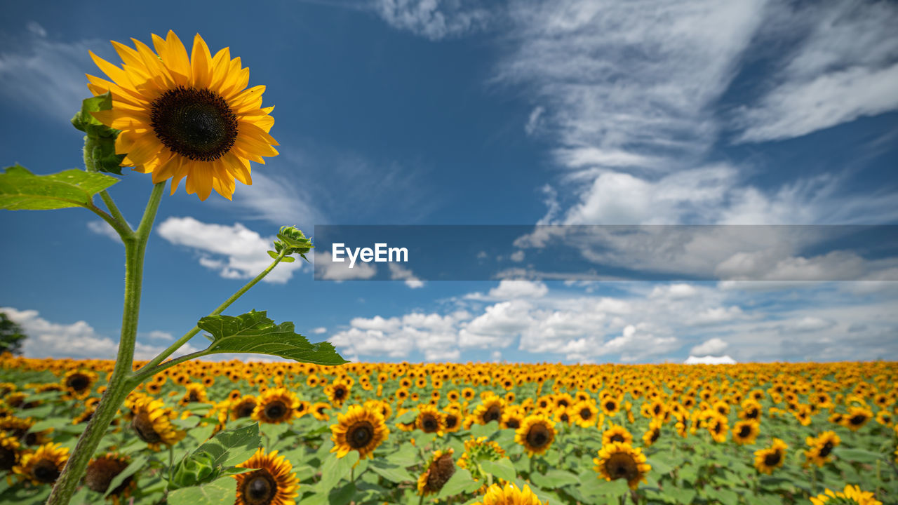 sunflower, plant, flower, flowering plant, sky, cloud, field, landscape, beauty in nature, freshness, yellow, nature, land, rural scene, flower head, growth, environment, agriculture, inflorescence, crop, fragility, blue, petal, no people, scenics - nature, horizon over land, meadow, summer, vibrant color, horizon, springtime, farm, outdoors, day, abundance, plain, wildflower, sunlight, tranquility, landscaped, multi colored, prairie, blossom, food, tranquil scene, botany, cloudscape, idyllic, asterales, grass, non-urban scene, leaf, plant stem, travel, urban skyline, plant part, food and drink, close-up, travel destinations
