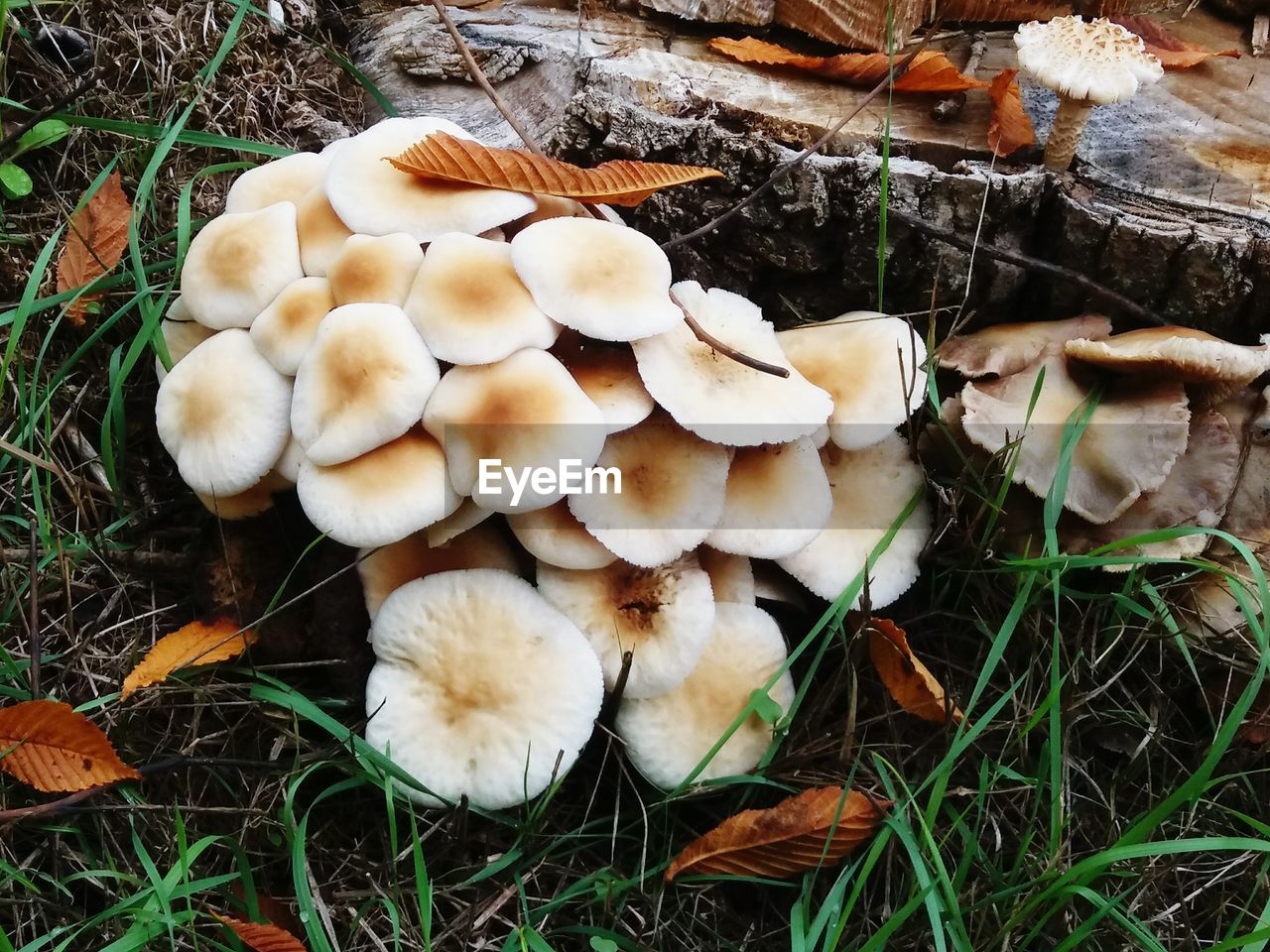 Close-up of mushrooms growing on field