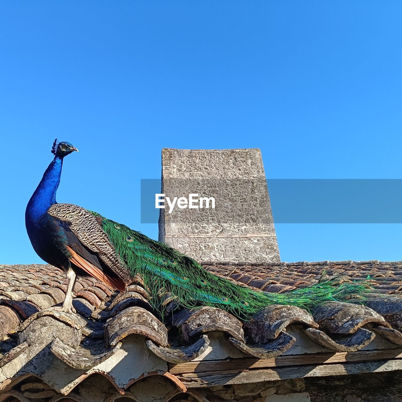 blue, architecture, clear sky, animal, animal themes, sky, nature, bird, no people, history, peacock, the past, built structure, travel destinations, animal wildlife, building exterior, day, outdoors, roof, wildlife, one animal, sunny, travel, ancient, building