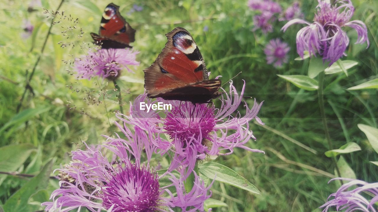 CLOSE-UP OF BUTTERFLY POLLINATING ON PURPLE FLOWERS