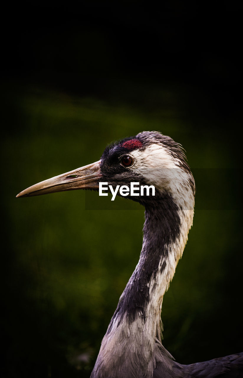 CLOSE-UP OF A BIRD ON A BLURRED BACKGROUND