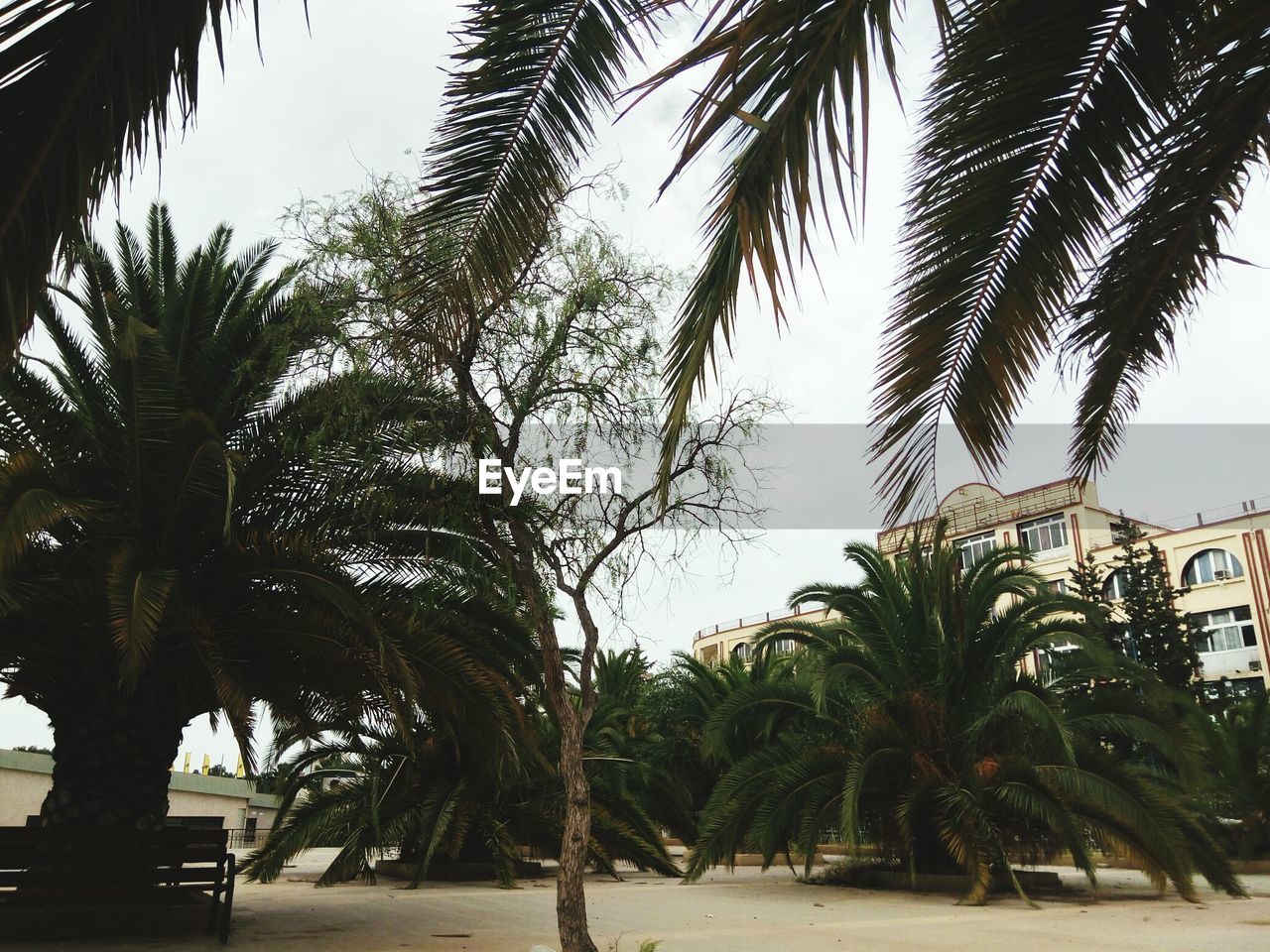 PALM TREES AGAINST SKY WITH PALM TREES