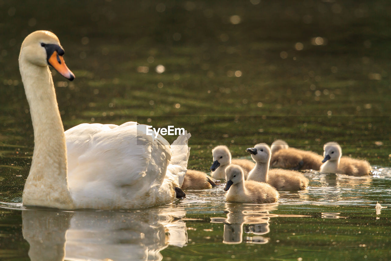 Swan with cygnets swimming in lake