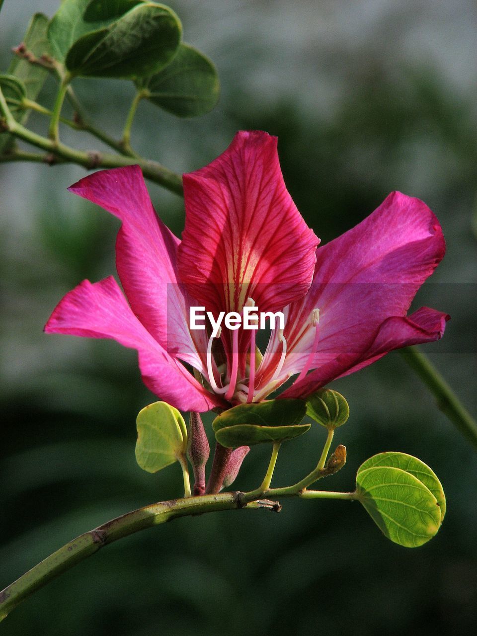 Close-up of pink hibiscus blooming outdoors