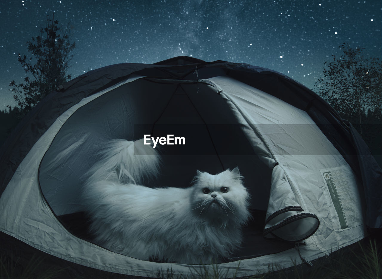 Cat relaxing in tent against sky at night