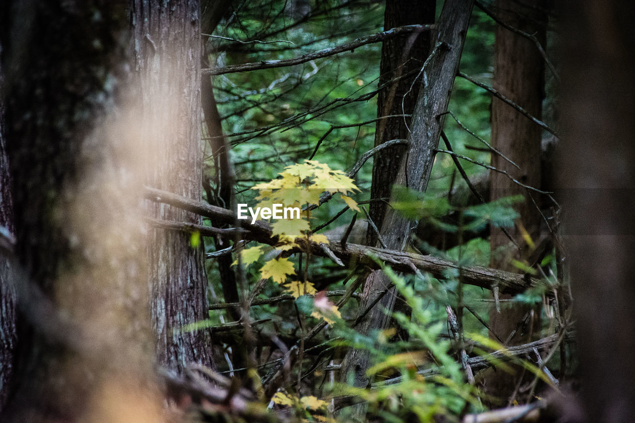 PLANTS GROWING IN A FOREST