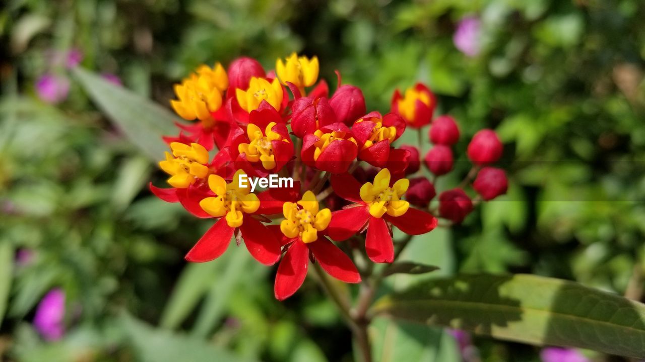 Close-up of red flowering plant