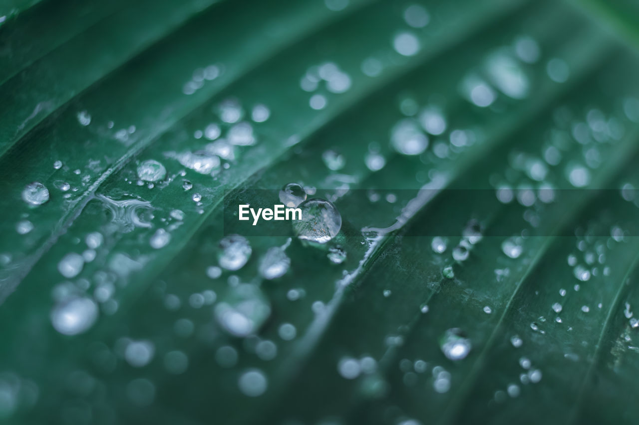 Close-up of water drops on leaves