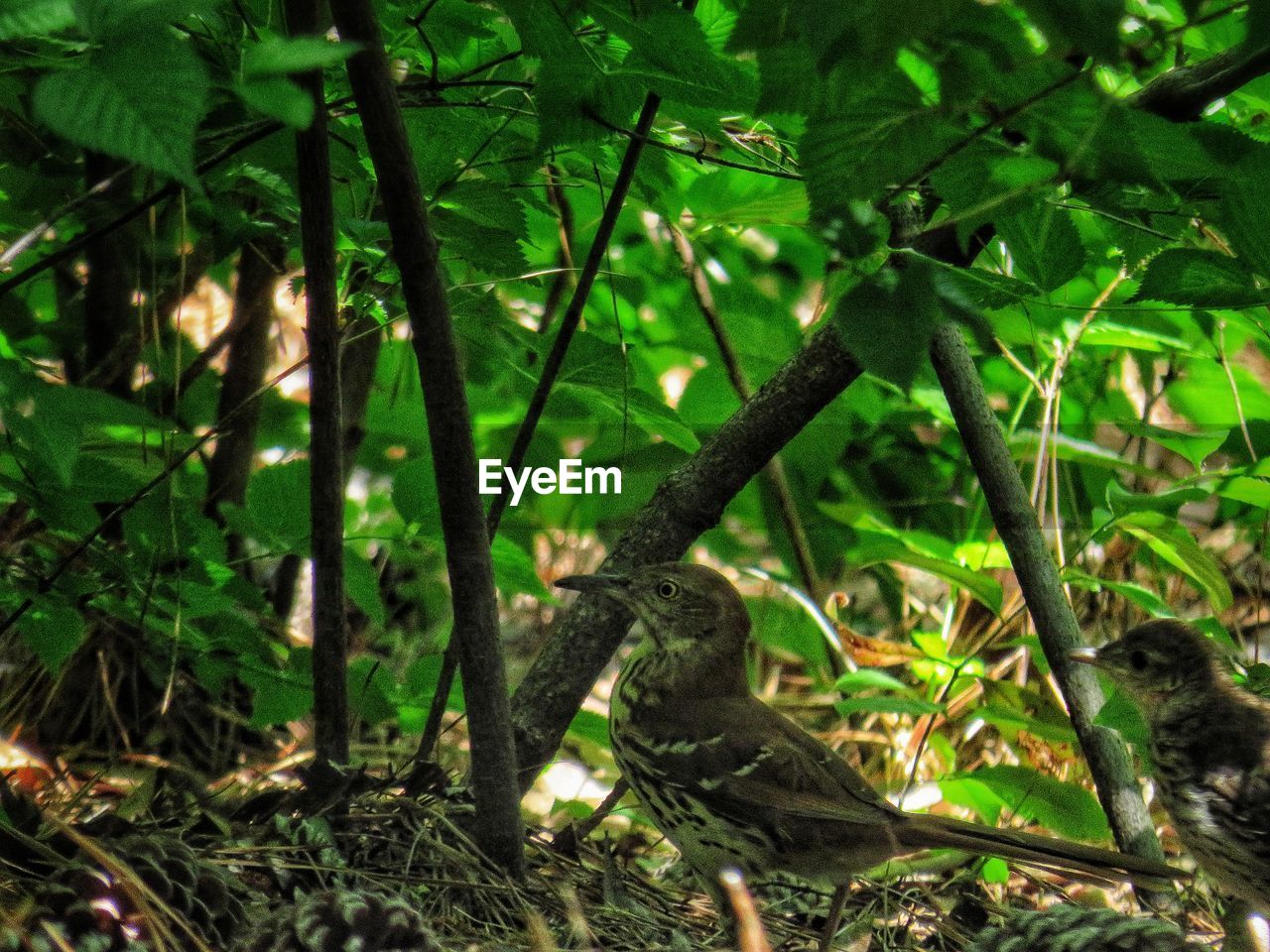 CLOSE-UP OF BAMBOO TREES