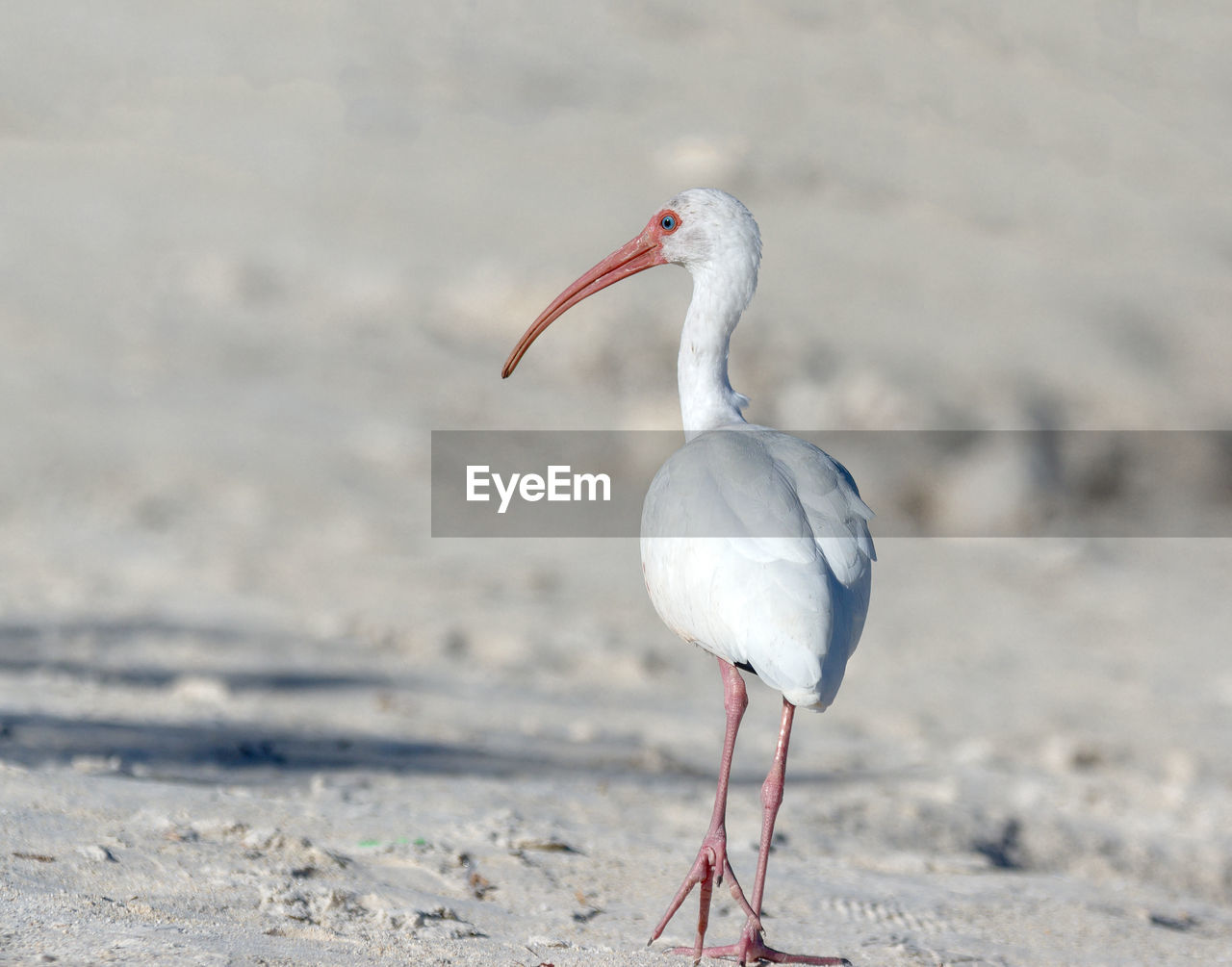 SEAGULL PERCHING ON A SAND