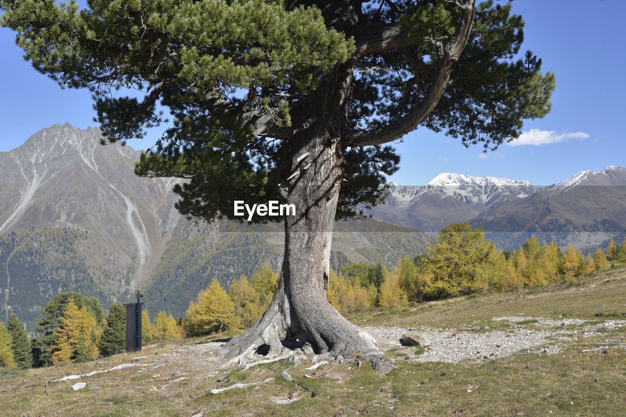 TREES GROWING ON FIELD AGAINST MOUNTAINS