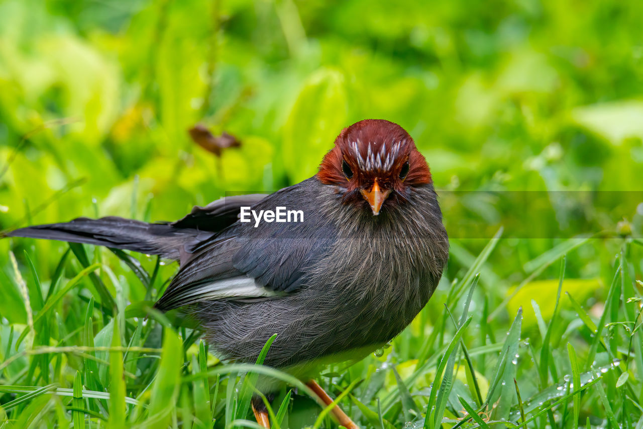 CLOSE-UP OF BIRD ON GRASS