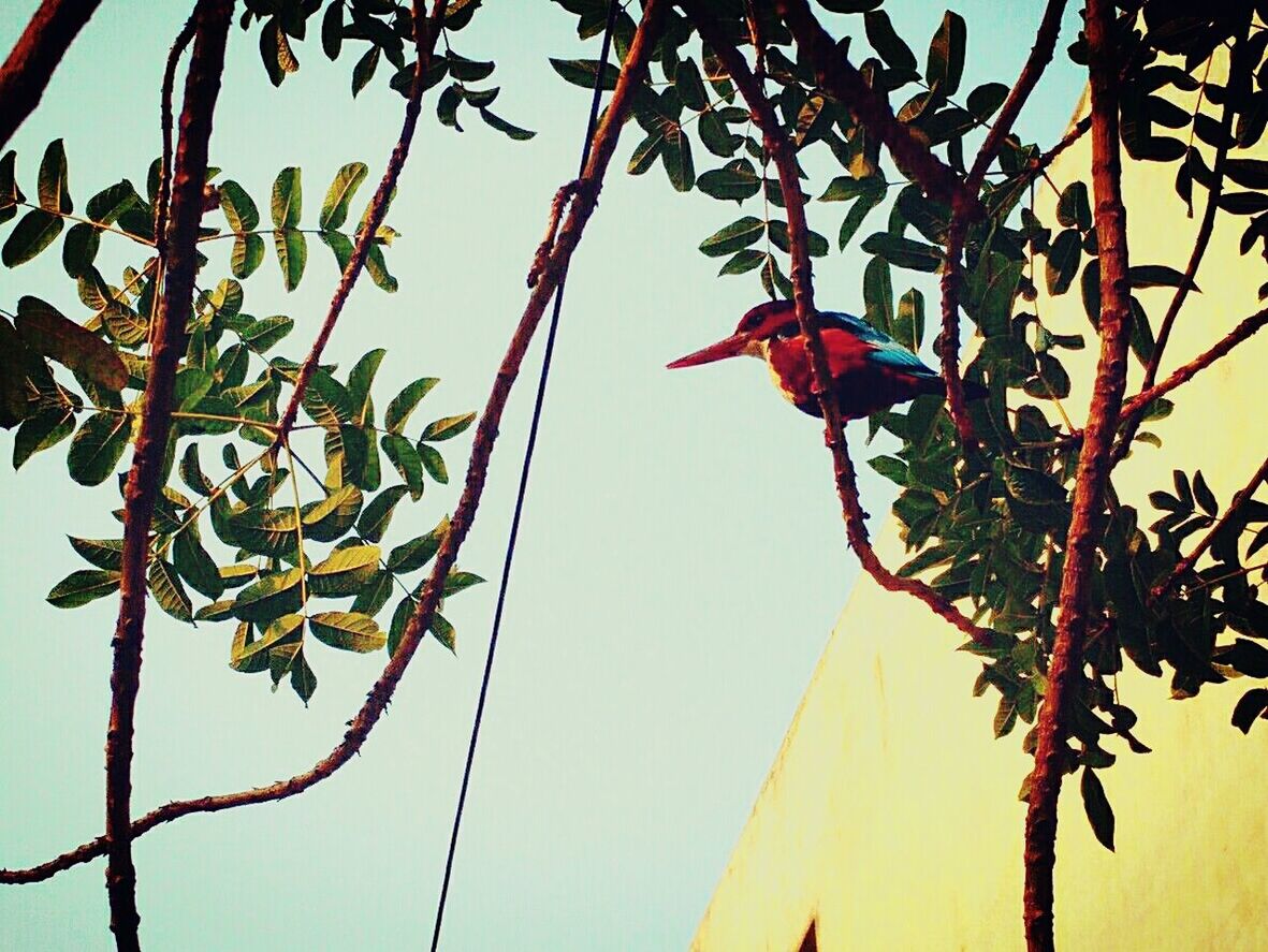 LOW ANGLE VIEW OF BIRD PERCHING ON BRANCH