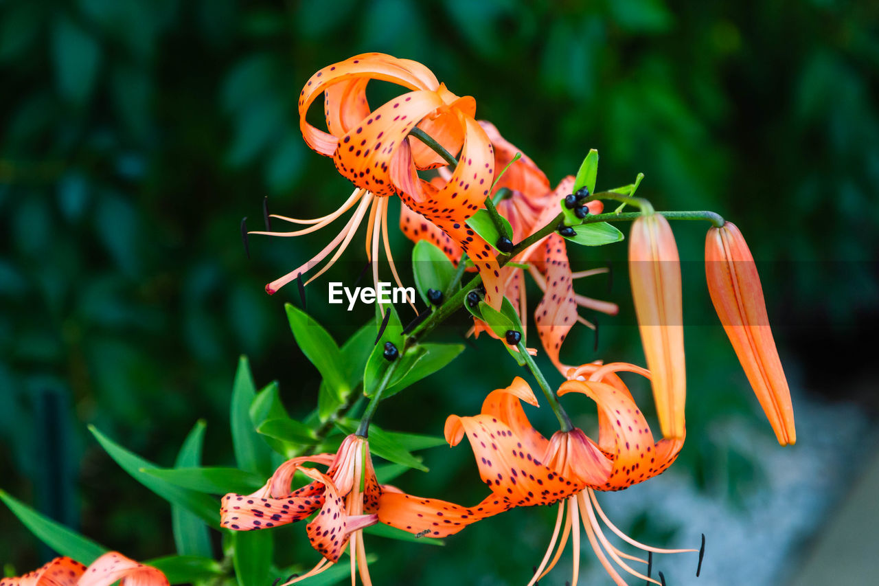 A tiger lily blossom hanging out in the front garden