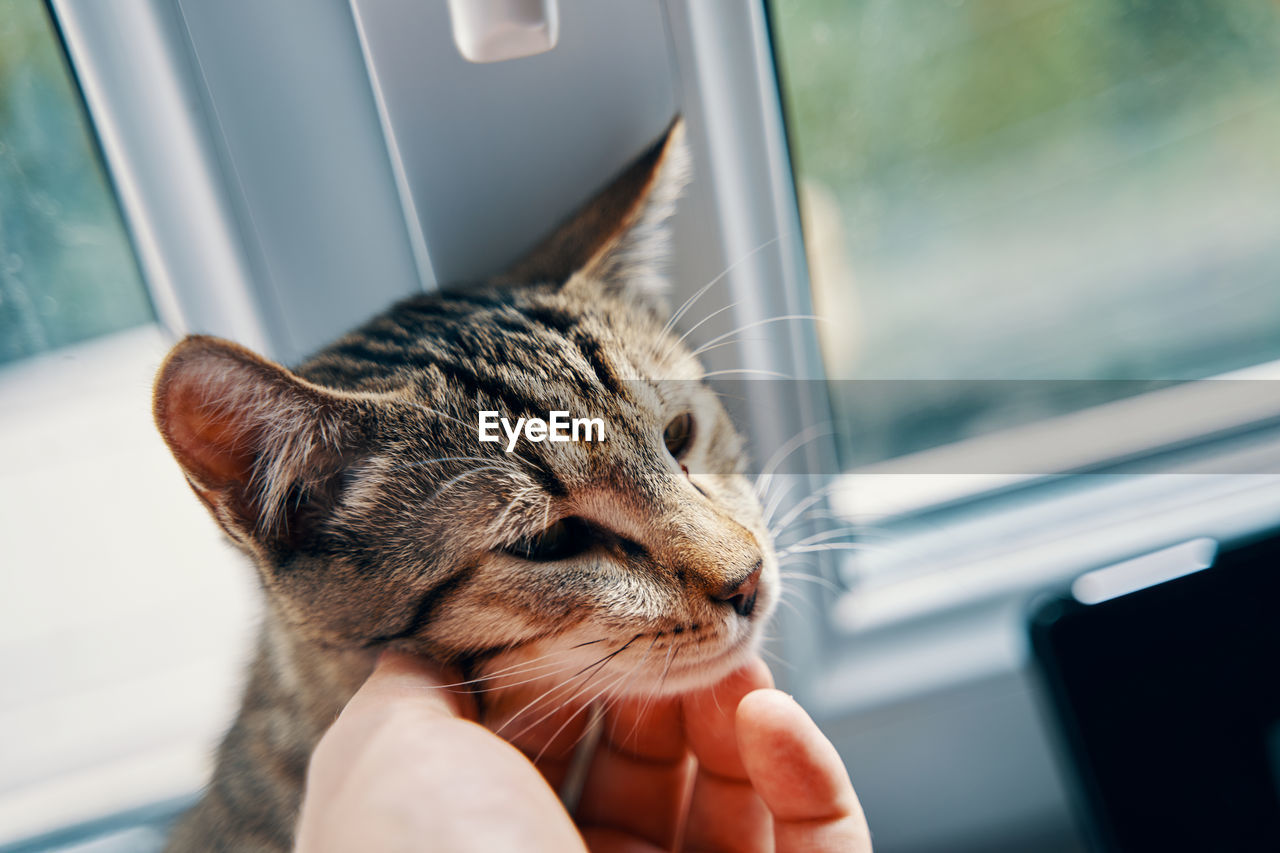 CLOSE-UP OF A CAT WITH HAND