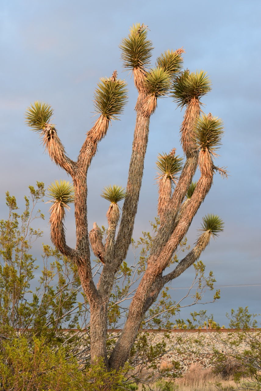 LOW ANGLE VIEW OF FRESH CACTUS AGAINST SKY