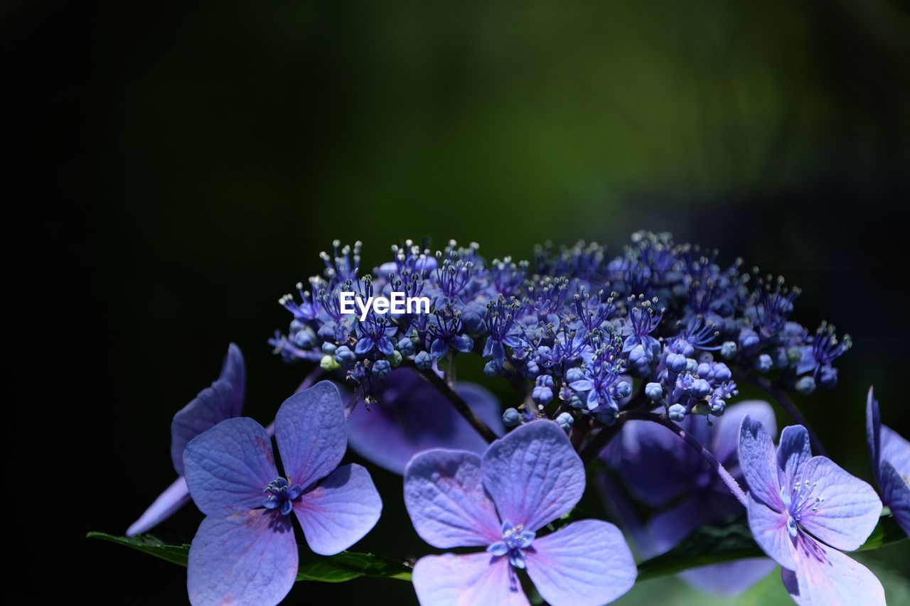 Close-up of purple hydrangea flowers