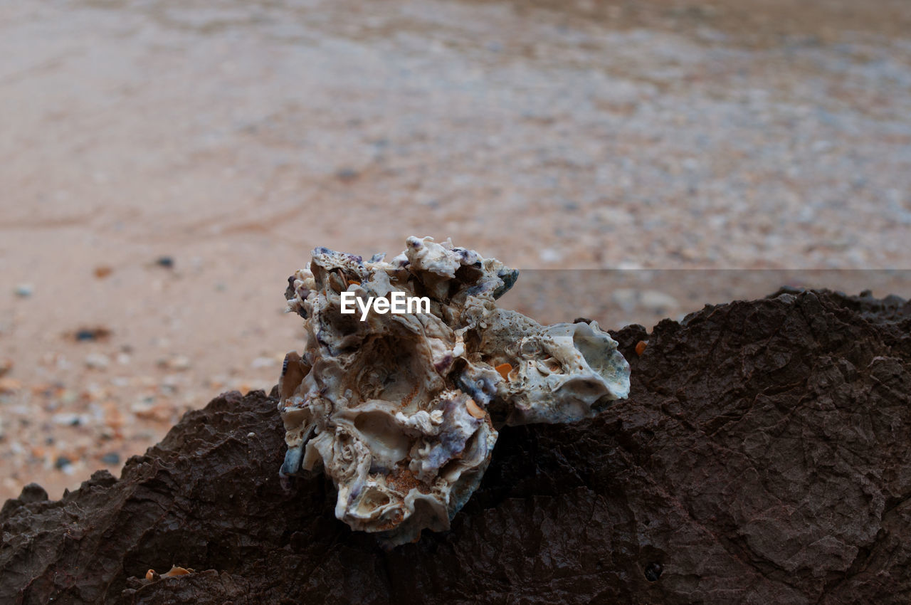 CLOSE-UP OF ANIMAL ON ROCK