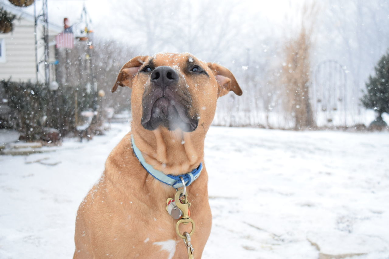 Dog on snow covered field