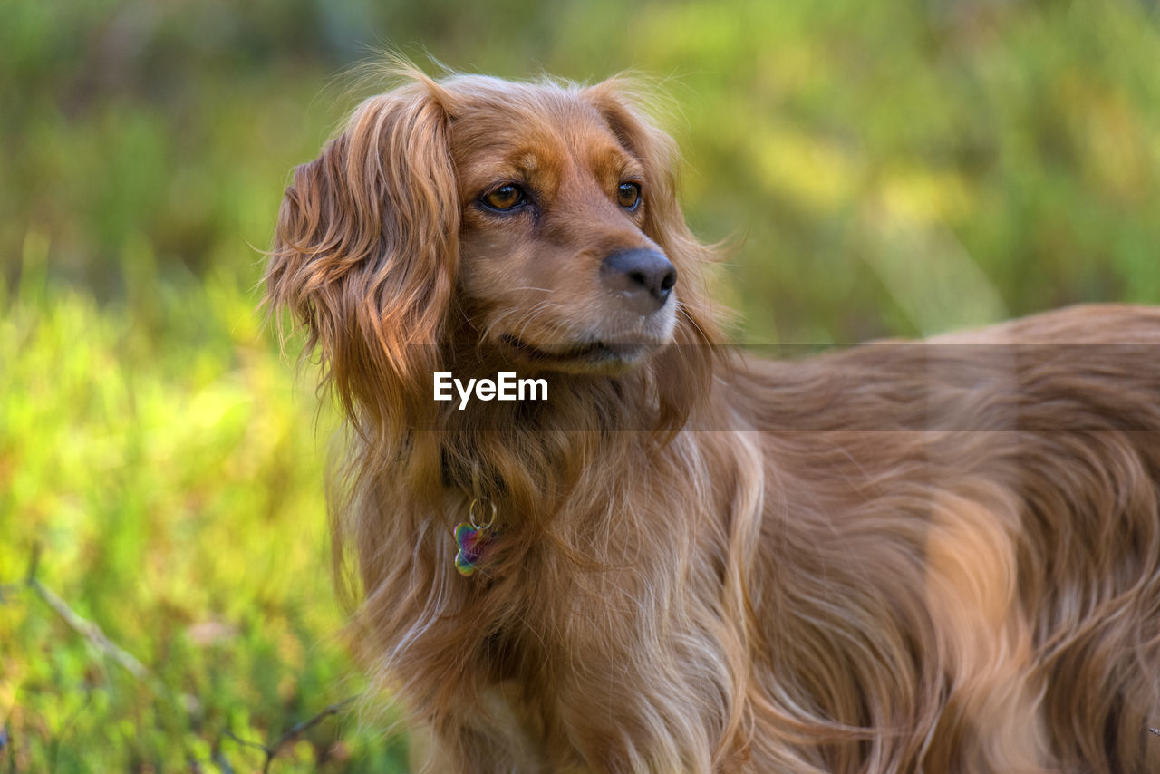 PORTRAIT OF A DOG LOOKING AWAY ON FIELD