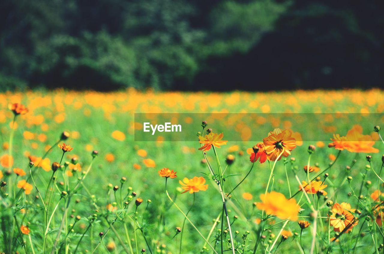 CLOSE-UP OF YELLOW FLOWERS ON FIELD