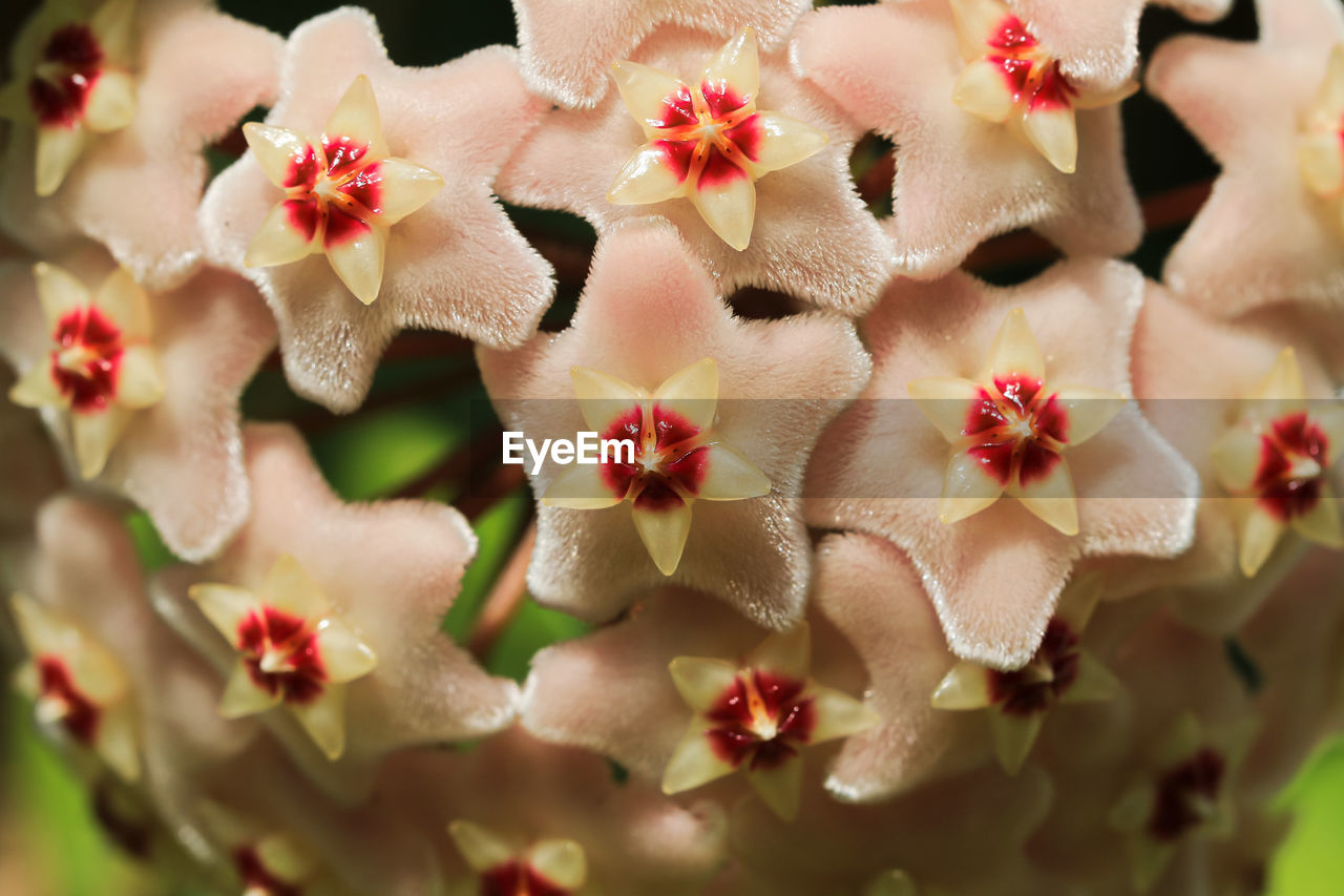 FULL FRAME SHOT OF WHITE FLOWERING PLANT