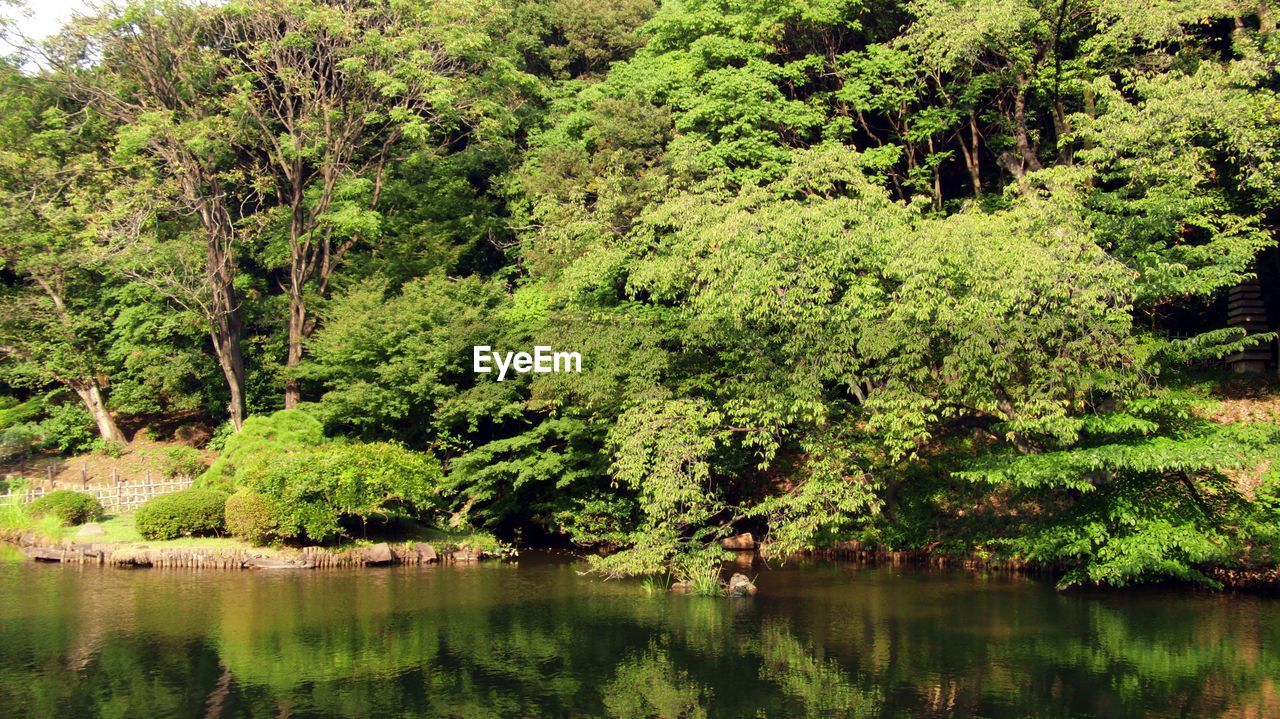 TREES BY LAKE IN FOREST