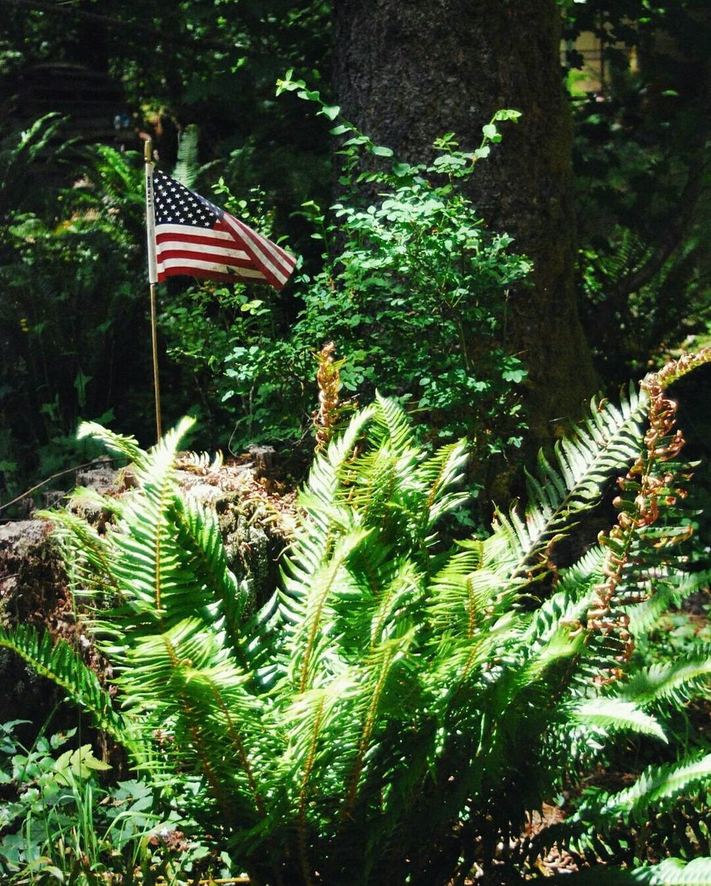 CLOSE-UP OF FLAG AGAINST PLANTS